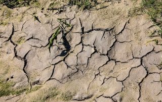Drought-hit heather farmland with dry cracked ground in England