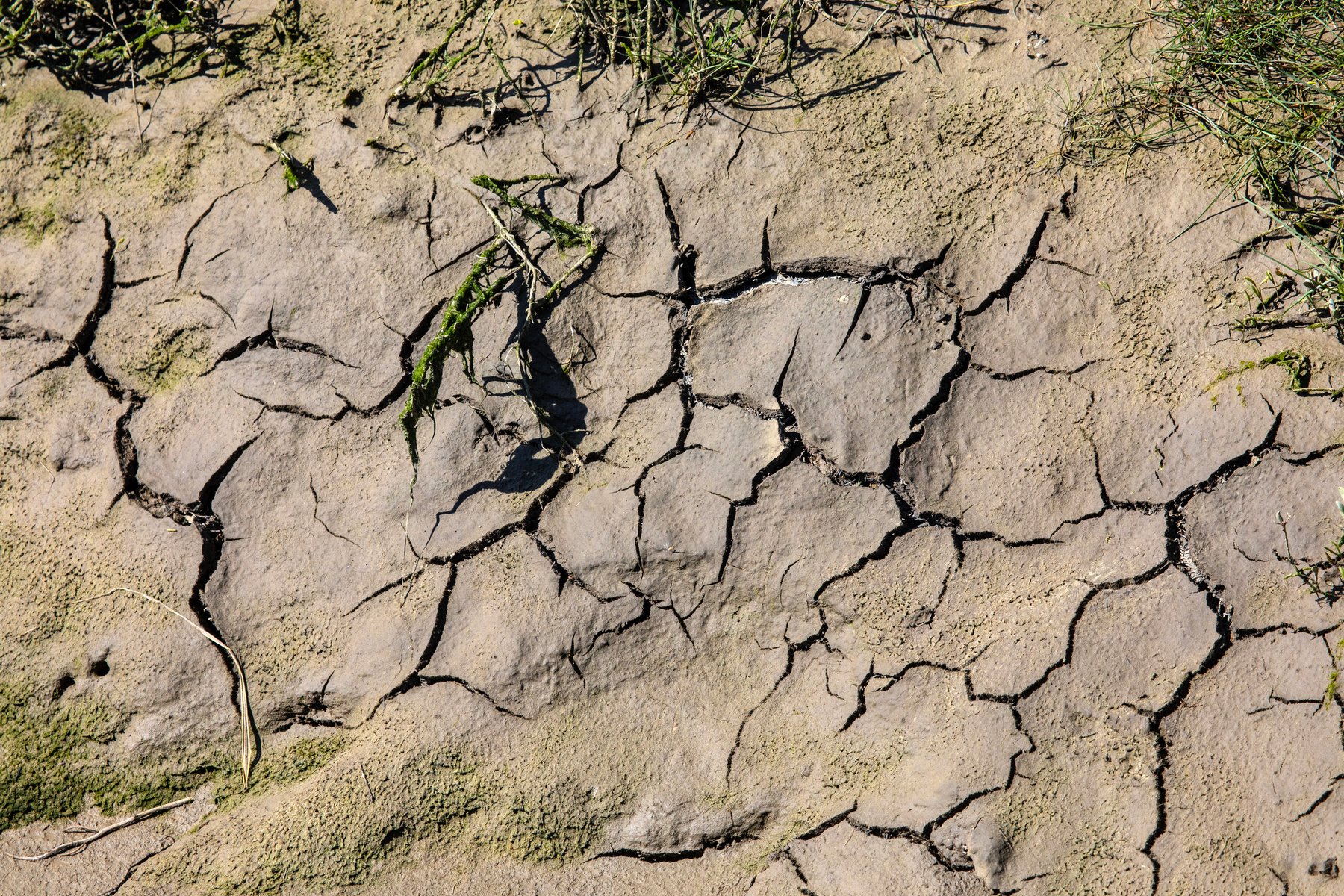 Drought-hit heather farmland with dry cracked ground in England