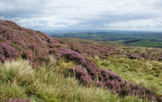 Purple heather in flower on an open Scottish hillside with farmland and hills beyond