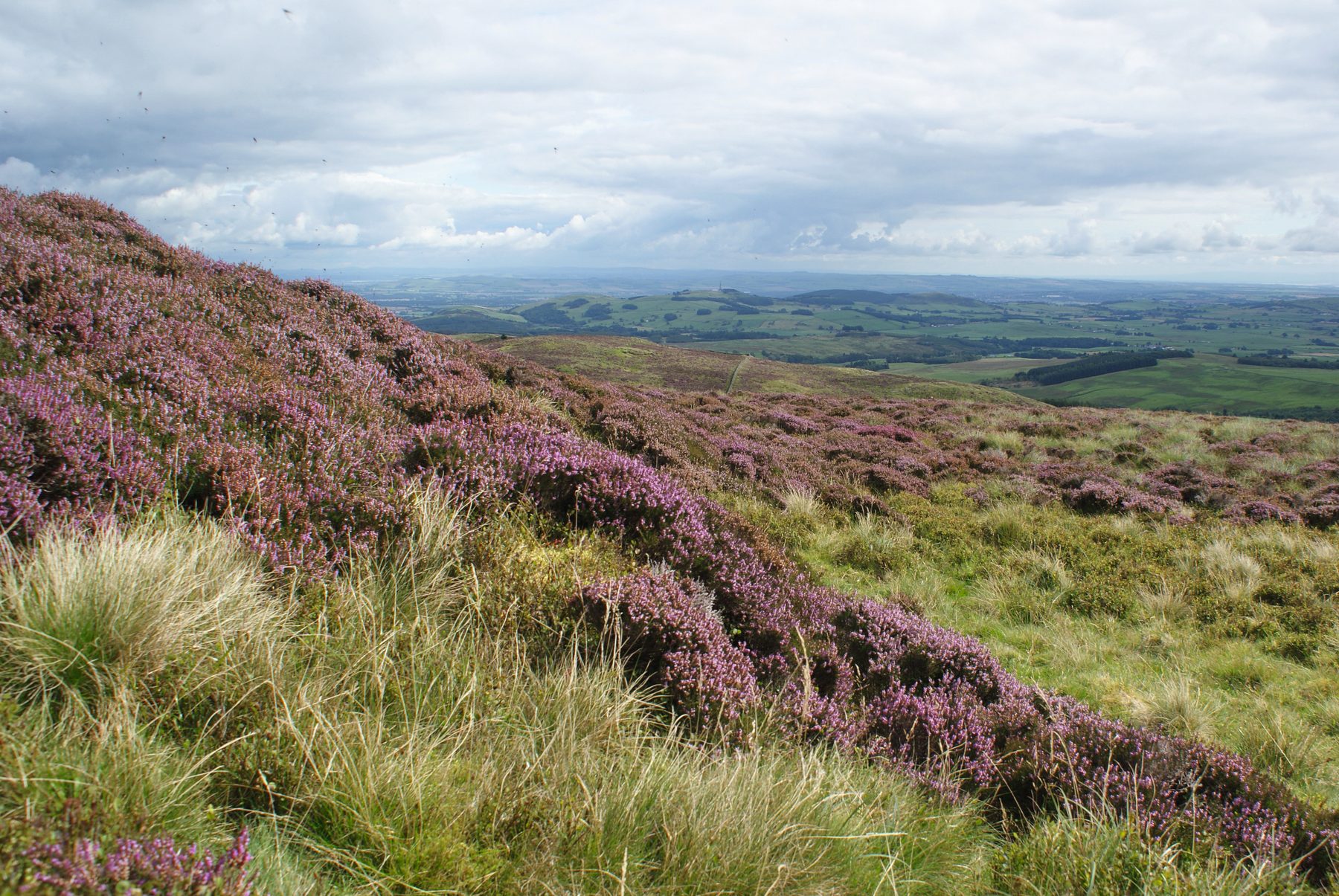 Purple heather in flower on an open Scottish hillside with farmland and hills beyond