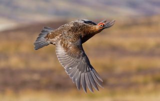 A red grouse in flight low over heather moorland, the quarry behind this summer's grouse counts