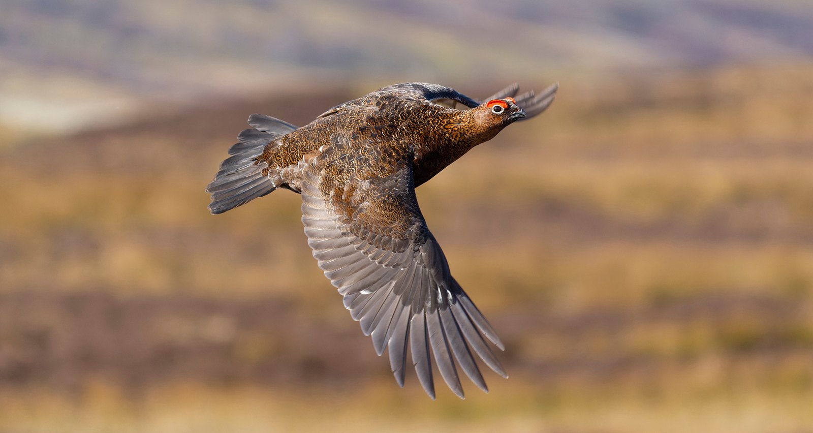 A red grouse in flight low over heather moorland, the quarry behind this summer's grouse counts